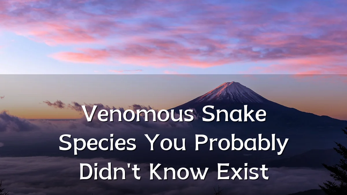 Venomous Snake Species You Probably Didn't Know Exist